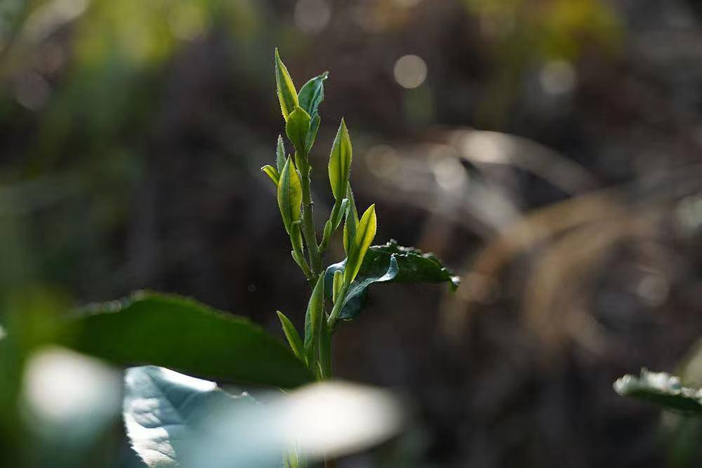 庆元加快培育荒野茶品牌 从无人问津，到价值千金