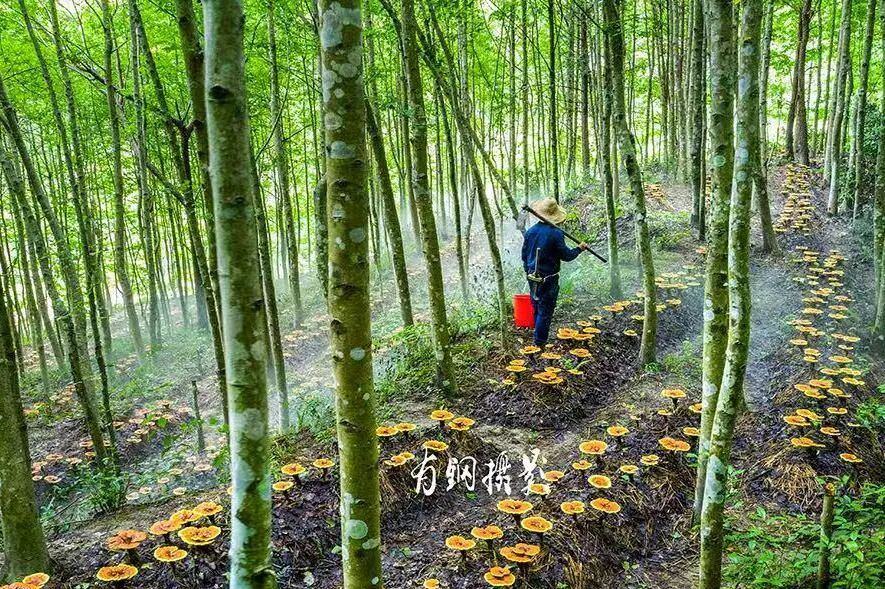 龙泉实现国家级重要农业文化遗产“零的突破”