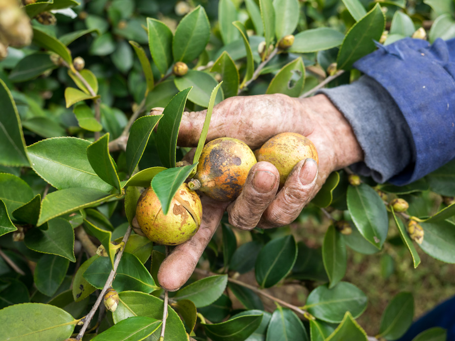 青田油茶硕果累累 预计产值超5亿元